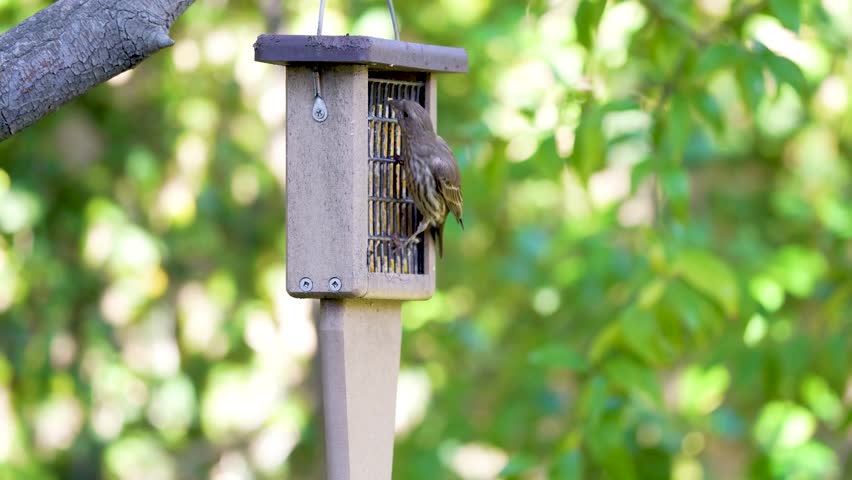 A Song Sparrow feeds at a suet feeder in Southern California.