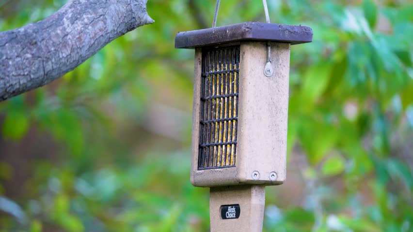 A Song Sparrow feeds at a suet feeder in Southern California.