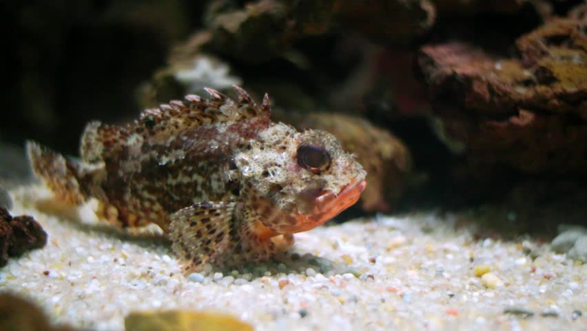 Venomous scorpionfish lying on the sandy seabed