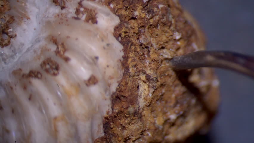 Dirt is removed from fossil ammonite, as seen under microscope.