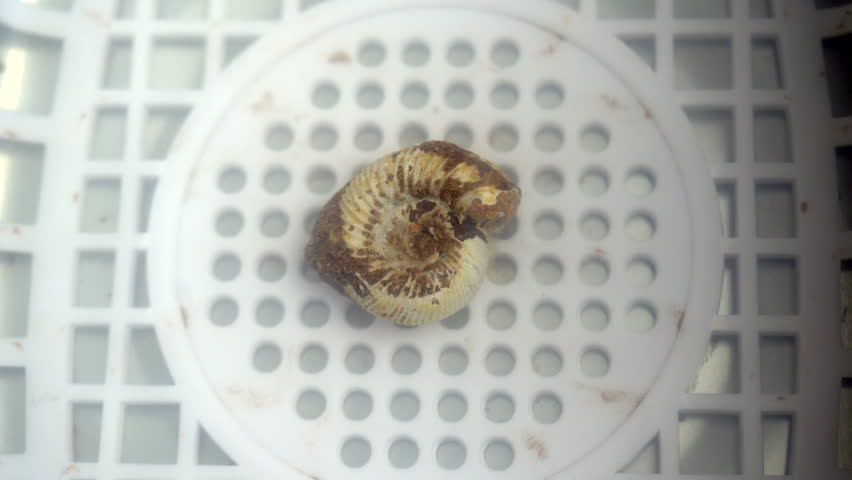 Ultrasonic cleaning of an ammonite fossil.