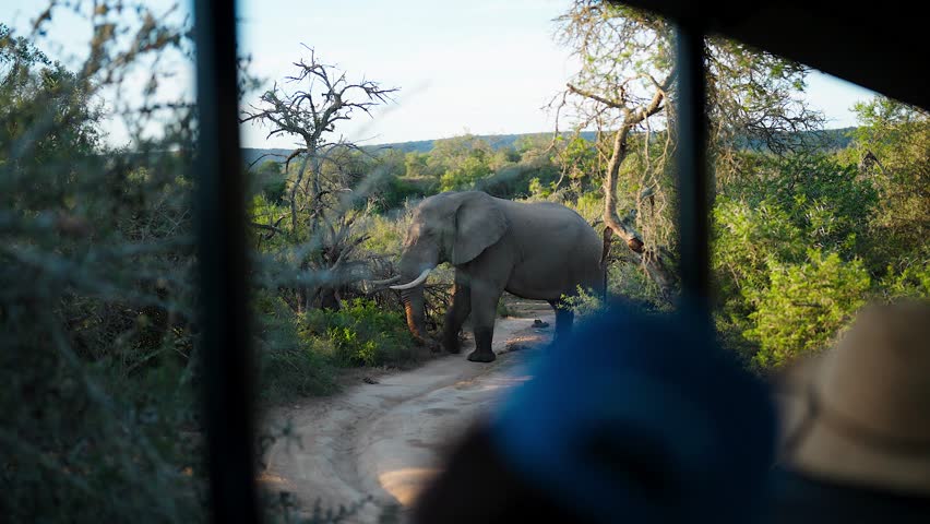 A large African elephant being watched by tourists on a game drive in beautiful lush bush