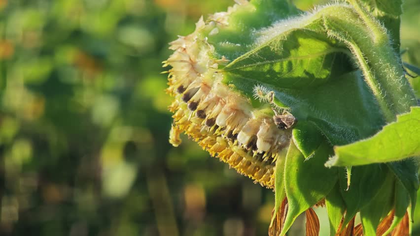 Yellow sunflower in sunflower field.