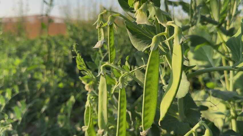 Static closeup shot of fresh green pea pods hanging on plant, tender leaves and stems lit by warm sunlight with soft farm background blur in rural field