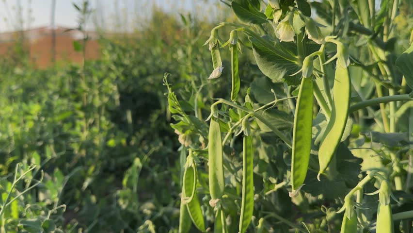 Tracking shot along pea plants showing fresh green pods hanging from vines, leaves and tendrils moving through frame with warm sunlight and soft rural field blur