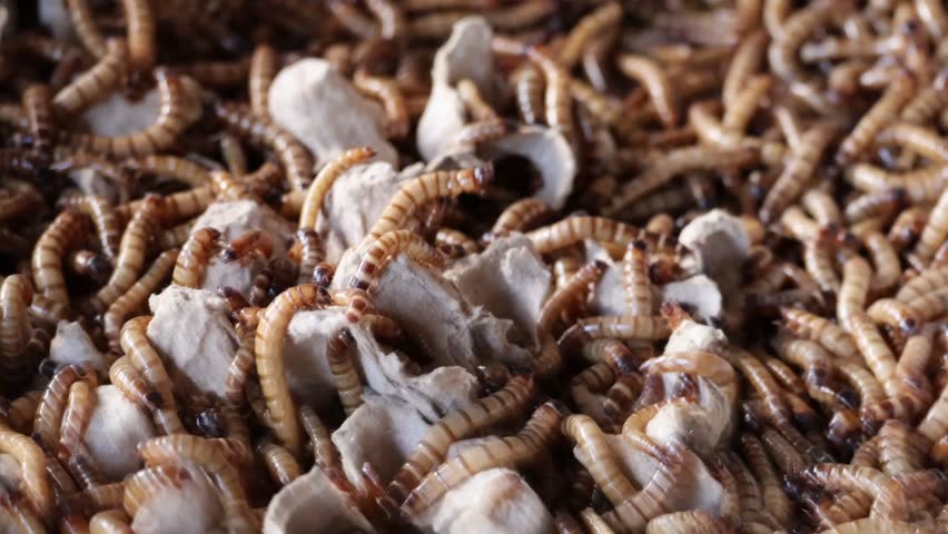 Group of superworm. A scatter of mealworm larvae, used for feeding birds, reptiles or fish,Filming,Stages of the meal worm the life cycle of a mealworm