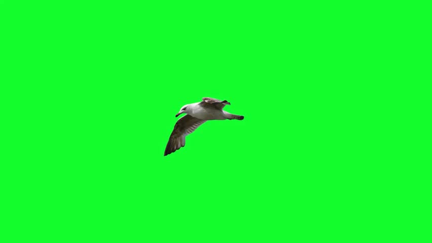 Flying Seagull on a green screen slow motion