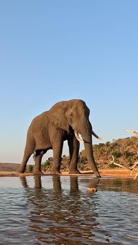 Elephant drinking from a waterhole at water level after a long hot day