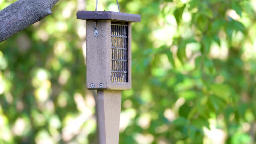 A Dark Eyed Junco feeds from a Southern California bird feeder.
