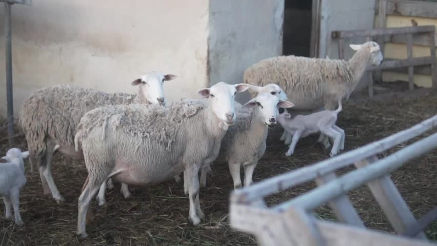 Flock of Sheep with Newborn Lambs on a Farm.