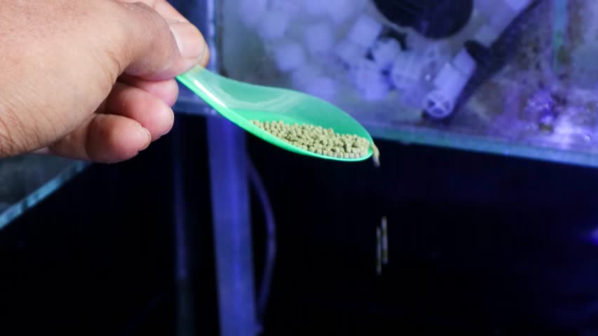 Close-up of an Asian man holding a spoon with fish food pellets, feeding aquarium fish in a glass tank with blue lighting, pet care and aquaculture concept.