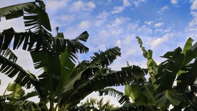 Low angle view of green banana leaves waving against bright blue sky and white clouds. - Powered by Shutterstock - Get 15% off with code: PIKWIZARD15