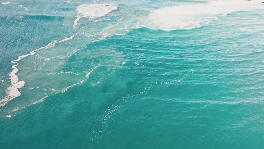 Dolphins swim just below the surface leaving ripples in calm turquoise sea, aerial high angle approach to sruface