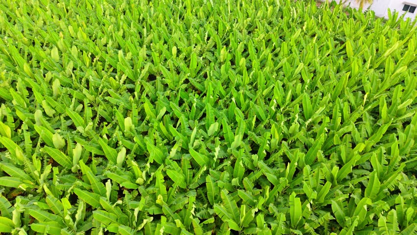 Aerial view of lush green banana plantation with healthy leaves forming natural patterns. Tropical agriculture scene showcasing sustainable farming, fresh growth, rural landscape, and vibrant foliage.