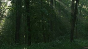 sun rays flooding forest after night rain - Powered by Shutterstock - Get 15% off with code: PIKWIZARD15