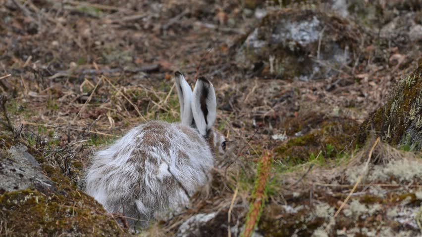 Young wild mountain hare grazes on sparse dried grass in early winter, fur changing from summer brown to winter white, close up view from behind, Norway.