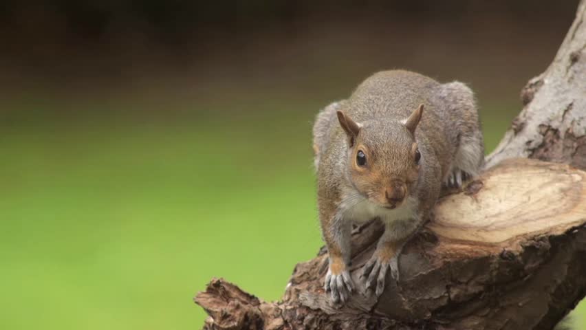 Grey Squirrel Sat On Tree Branch Then Climbs Away Slow Motion Close Up Daytime Borehamwood Hertfordshire North London UK