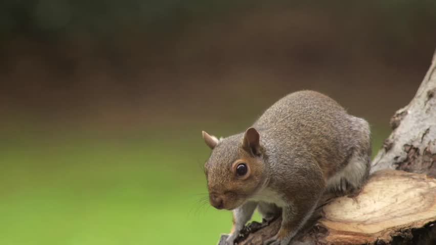 Grey Squirrel Sat On Tree Branch Slow Motion Close Up Daytime Borehamwood Hertfordshire North London UK
