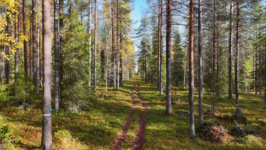 Forward motion along a forest path in Lapland, showing snow covered trees and winter woodland while moving through the trail.