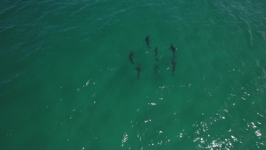 Group of sharks Swimming together in the crystal clear waters of Tallow Beach, NSW, Australia. aerial shot