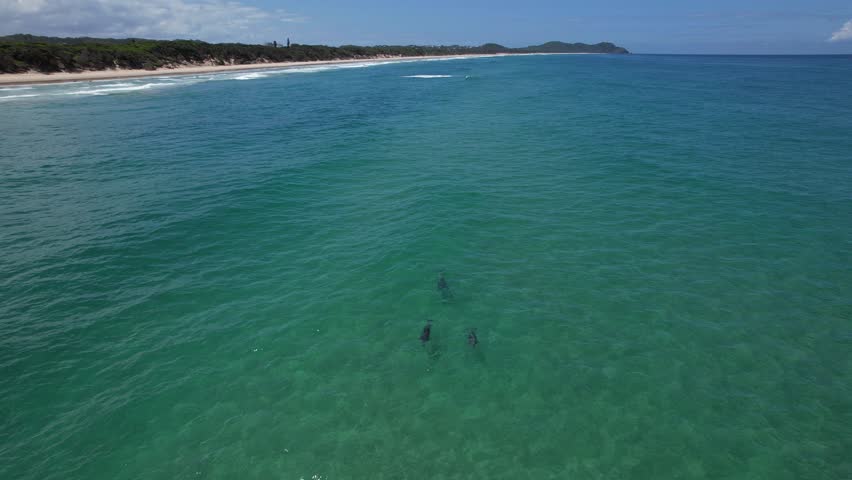 Tallows Beach with Three Sharks In NSW Australia. drone shot