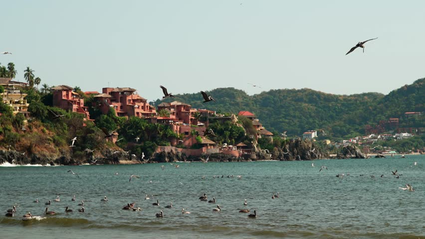 SLOW MOTION SCENIC VIEW OF BROWN PELICANS DIVING INTO THE WATER AT ZIHUATANEJO