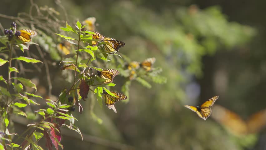 ZOOM OUT SHOT OF MONARCH BUTTEFLIES AT A FOREST IN MICHOACÁN