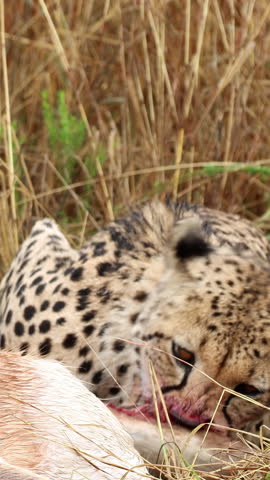 Close up view of a cheetah feeding on fresh prey during a natural hunting moment
