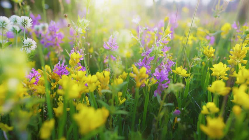Alpine wildflowers growing among rocks in mountain landscape during daytime. The camera moves gently forward, highlighting the delicate flowers in natural surroundings