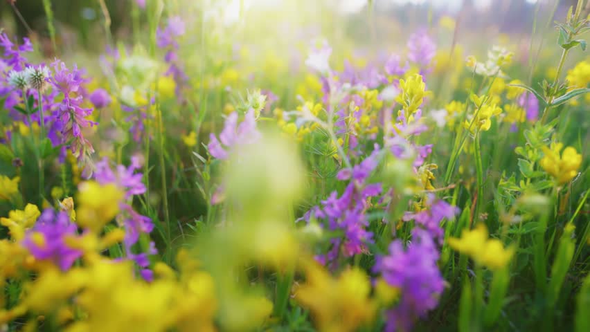 Alpine wildflowers growing among rocks in mountain landscape during daytime. The camera moves gently forward, highlighting the delicate flowers in natural surroundings