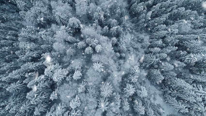 Drone flying forward above frozen forest with snow covered trees during snowfall, smooth aerial movement through winter woodland
