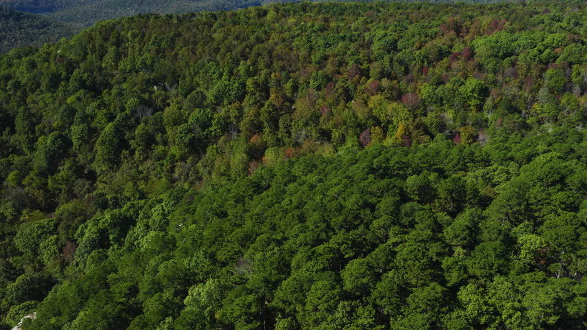 Uninterrupted woodland canopy emphasizing scale of mixed forest across Ozark terrain, Antenna Pine Arkansas in Autumn