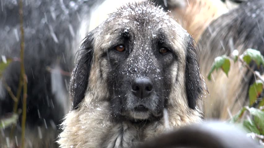 A shepherd dog stands alert in falling snow on a rugged mountain protecting goat and sheep herd. Winter pastoral scene shows guardian canine, harsh weather, and resilient highland herding.