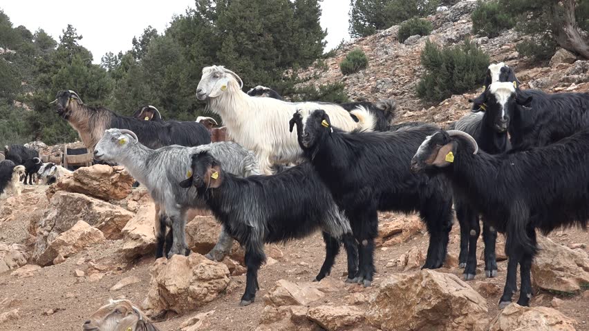 Black gray and white goats standing together on rocky hillside bushland forest farm. Rural livestock herd grazing among stones and shrubs during calm outdoor countryside scene.
