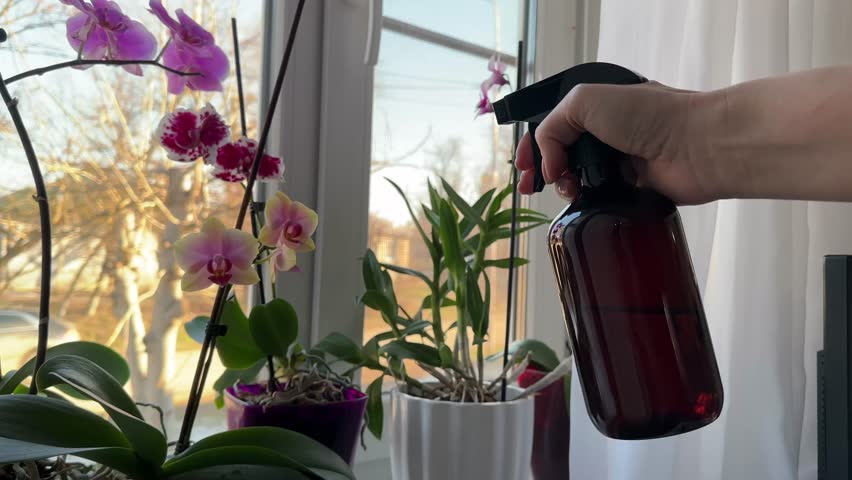 Woman sprays group of phalaenopsis orchids