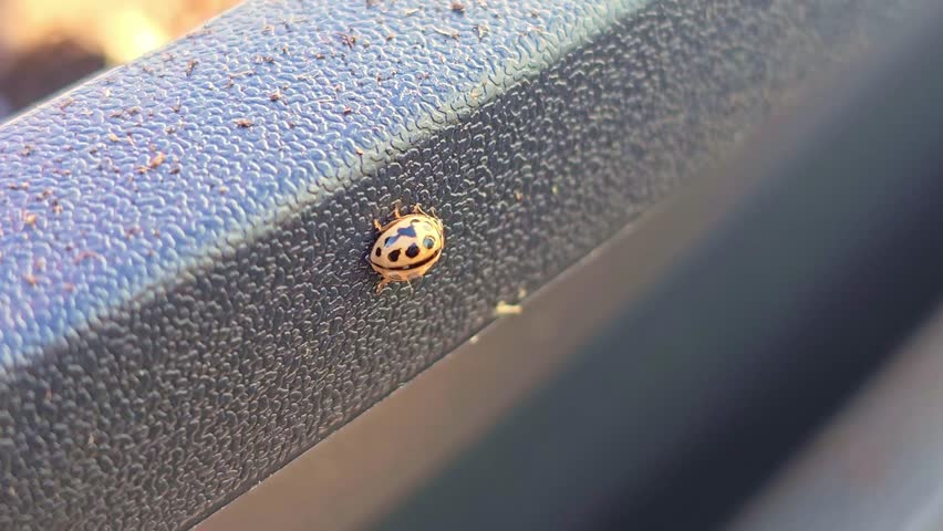 Macro close up of a yellow ladybug slowly crawling and leaving the frame