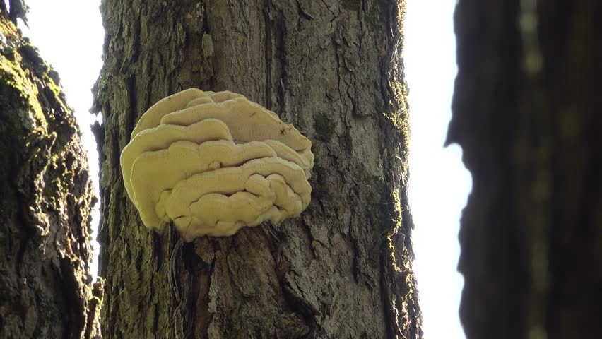 A bright yellow Shelf Fungus growing on on a rough tree trunk releasing spores into the air and backlit by sunlight.