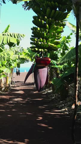 Banana plantation with trees growing in rows on a sunny day. Gran Canaria,.
