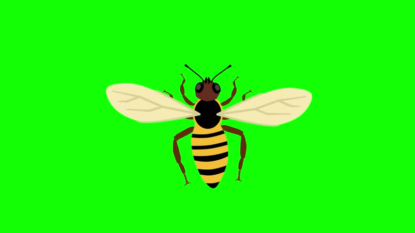 Bee Wing Flapping with Anatomical Labels Animation on green screen