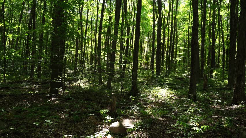 Sunlight breaks through the trees in this lush, beautiful forest, creating an incredible sight to behold.