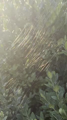 A vertical shot showing numerous spiderwebs covered in morning dew draped across green boxwood shrubs.