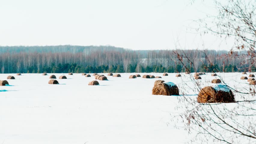 In a snow-covered field in the countryside lies hay harvested for animal feed. The concept of agriculture and animal husbandry.	