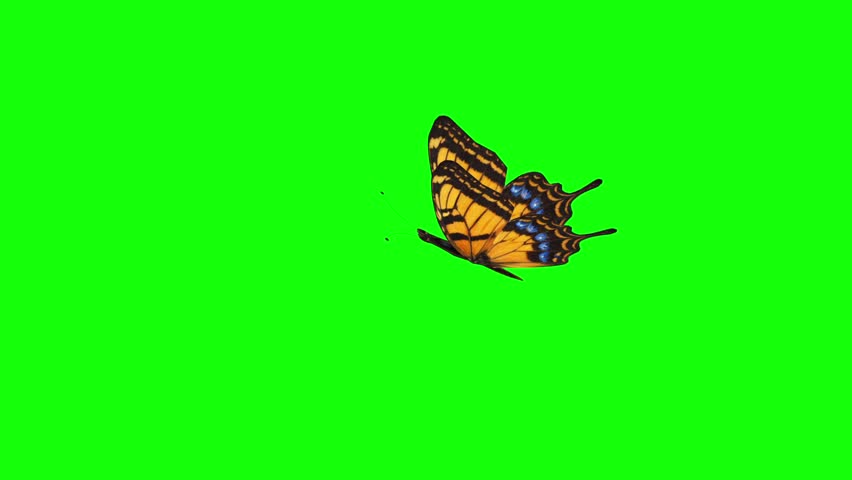 Butterfly Flapping Wings in Place Loop Animation on Green Screen
