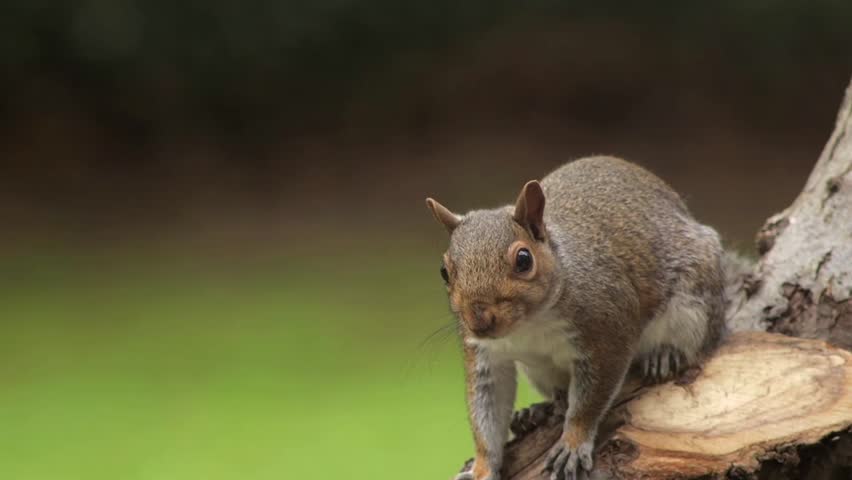 Grey Squirrel Sat On Tree Branch Grooming Cleaning Itself Slow Motion Close Up Daytime Borehamwood Hertfordshire North London UK