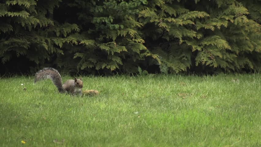 Grey Squirrel Jumping Searching Sniffing And Looking For Food In Grass Garden Slow Motion Daytime Borehamwood Hertfordshire North London UK