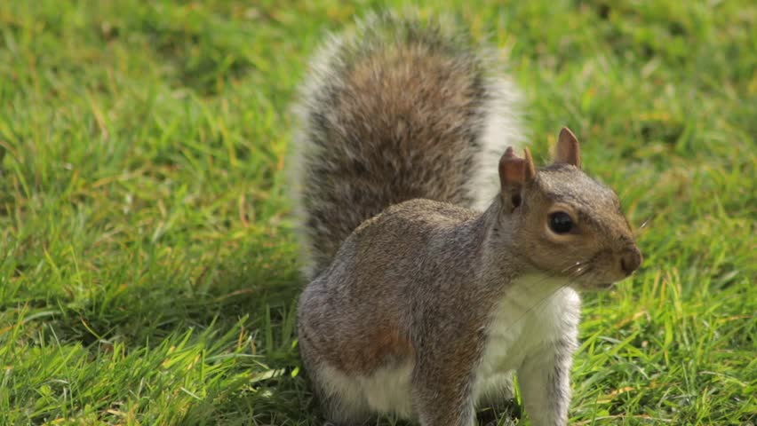 Grey Squirrel Close Up Standing Up Searching For Food Then Jumps Away In Grass Garden Daytime Sunny Borehamwood Hertfordshire UK
