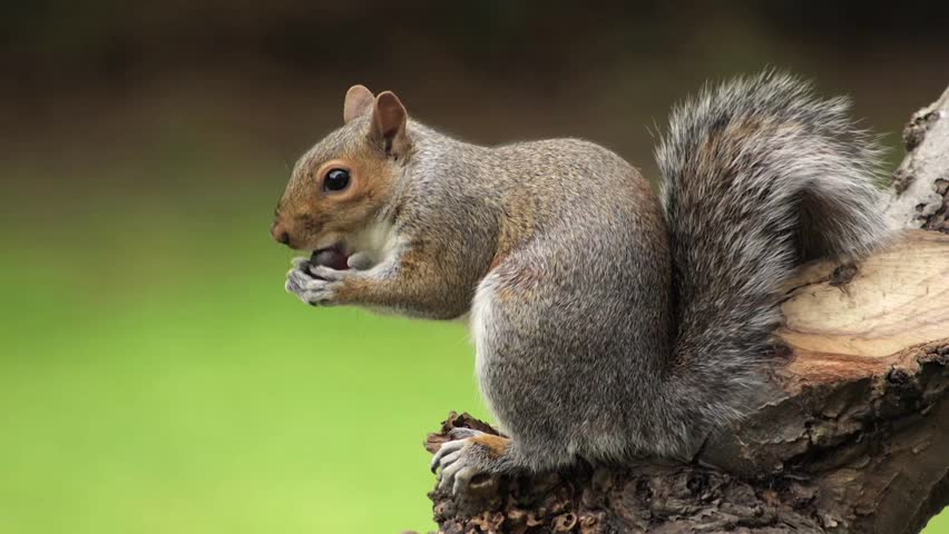 Grey Squirrel Close Up Sat On Tree Branch Eating A Grape Slow Motion Daytime Borehamwood Hertfordshire North London UK