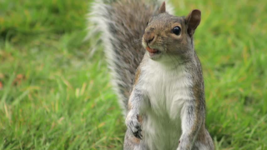 Grey Squirrel Close Up With A Nut In Its Mouth Finding Another Nut And Starts To Eat It Standing Up In Grass Garden Slow Motion Daytime Sunny Borehamwood Hertfordshire North London UK