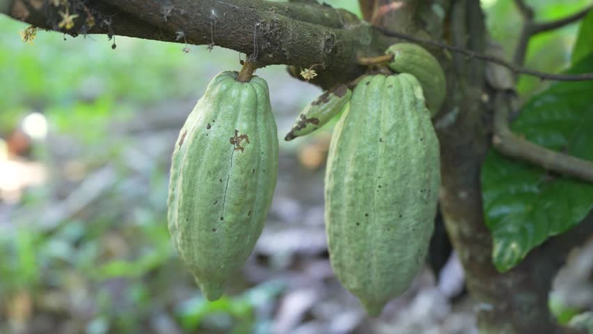 Ripe cacao pods hanging on a tree among green leaves, showing the natural beauty of a tropical plantation