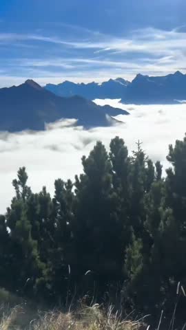 Mountain Range Above Sea of Clouds with Pine Forest